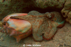 Octopus by John Watson 